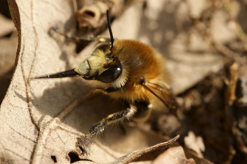 Anthophora plumipes / Frühlings-Pelzbiene / Apinae (Echte Bienen) / Ordnung: Hautflügler - Hymenoptera