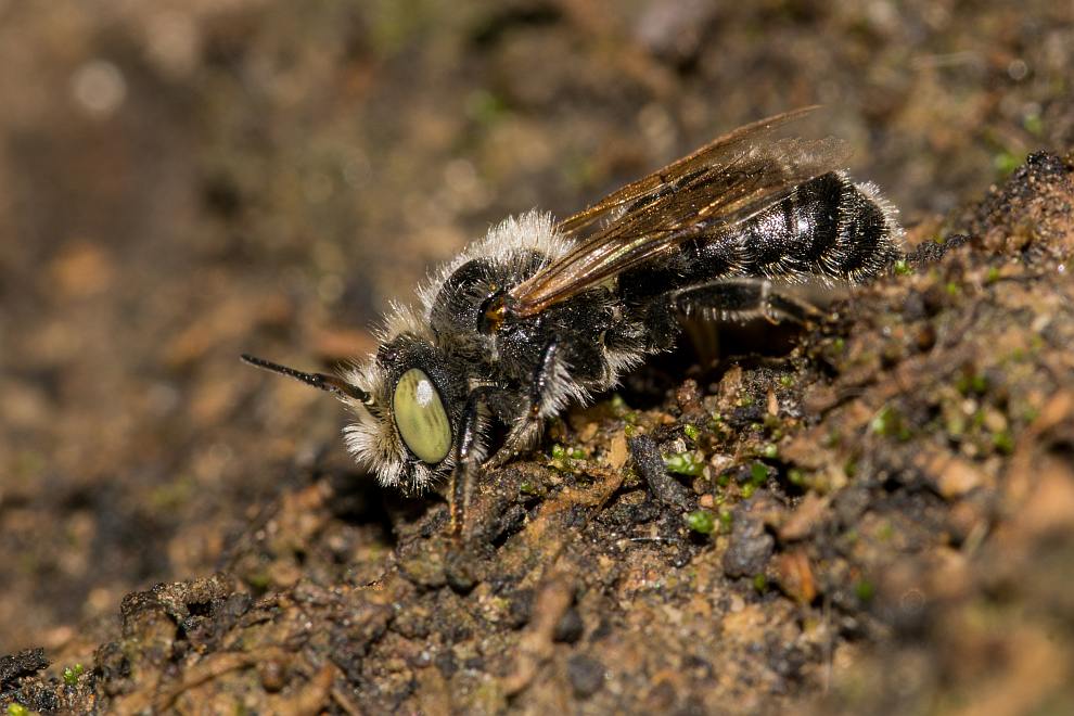 Hoplitis ravouxi / Französische Felsenbiene / Megachilidae