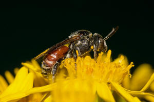 Ammobates punctatus / Groe Sandgngerbiene / Echte Bienen - Apidae / Ordnung: Hautflgler - Hymenoptera