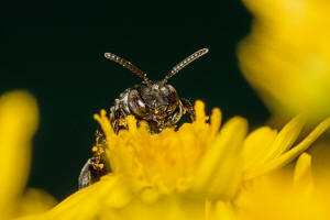 Ammobates punctatus / Groe Sandgngerbiene / Echte Bienen - Apidae / Ordnung: Hautflgler - Hymenoptera