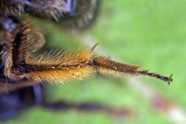 Andrena bicolor / Zweifarbige Sandbiene (Detail Hinterbeine) / Andreninae (Sandbienenartige) / Hautflgler - Hymenoptera