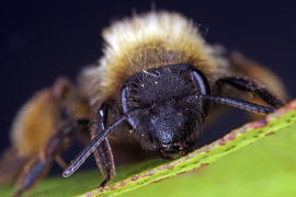 Andrena bicolor / Zweifarbige Sandbiene / Andreninae (Sandbienenartige) / Hautflgler - Hymenoptera