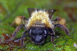 Andrena bicolor / Zweifarbige Sandbiene / Andreninae (Sandbienenartige) / Hautflgler - Hymenoptera