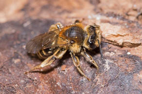 Andrena dorsata / Rotbeinige Krbchensandbiene / Andreninae (Sandbienenartige)