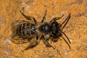 Andrena flavipes / Gewhnliche Bindensandbiene / Gemeine Erdbiene (Mnnchen) / Andreninae (Sandbienenartige) / Hautflgler - Hymenoptera