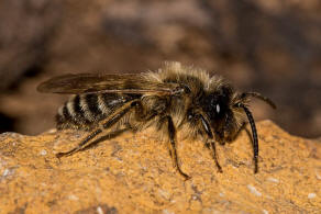 Andrena flavipes / Gewhnliche Bindensandbiene / Gemeine Erdbiene (Mnnchen) / Andreninae (Sandbienenartige) / Hautflgler - Hymenoptera