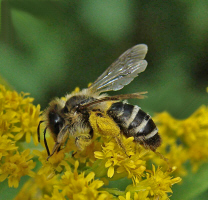 Andrena gravida / Schwere Sandbiene / Andreninae (Sandbienenartige) / Hautflgler - Hymenoptera