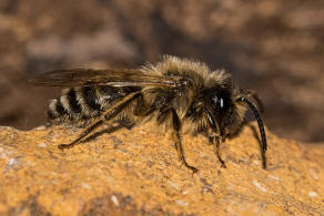 Andrena flavipes / Gewhnliche Bindensandbiene / Gemeine Erdbiene (Mnnchen) / Andreninae (Sandbienenartige) / Hautflgler - Hymenoptera