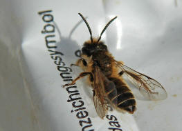 Andrena flavipes / Gewhnliche Bindensandbiene / Gemeine Erdbiene (Mnnchen) / Andreninae (Sandbienenartige) / Hautflgler - Hymenoptera