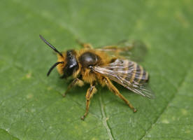 Andrena flavipes / Gewhnliche Bindensandbiene / Gemeine Erdbiene (Mnnchen)