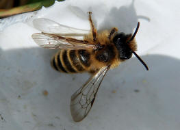 Andrena flavipes / Gewhnliche Bindensandbiene / Gemeine Erdbiene (Mnnchen) / Andreninae (Sandbienenartige) / Hautflgler - Hymenoptera