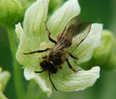 Andrena florea / Zaunrben-Sandbiene