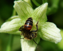 Andrena florea / Zaunrben-Sandbiene
