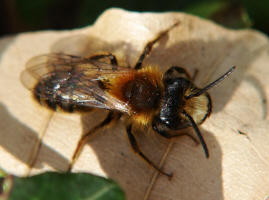 Andrena fulva / Fuchsrote Lockensandbiene (Mnnchen)
