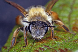 Andrena gravida / "Schwere Sandbiene" / Andreninae (Sandbienenartige) / Hautflgler - Hymenoptera