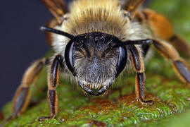 Andrena gravida / "Schwere Sandbiene" / Andreninae (Sandbienenartige) / Hautflgler - Hymenoptera