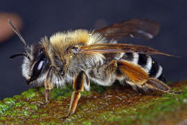 Andrena gravida / "Schwere Sandbiene" / Andreninae (Sandbienenartige) / Hautflgler - Hymenoptera