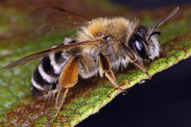 Andrena gravida / "Schwere Sandbiene" / Andreninae (Sandbienenartige) / Hautflgler - Hymenoptera