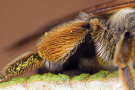 Andrena gravida / "Schwere Sandbiene" / Andreninae (Sandbienenartige) / Hautflgler - Hymenoptera