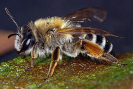 Andrena gravida / "Schwere Sandbiene" / Andreninae (Sandbienenartige) / Hautflgler - Hymenoptera