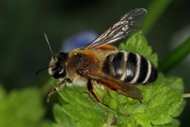 Andrena gravida / "Schwere Sandbiene" / Andreninae (Sandbienenartige) / Hautflgler - Hymenoptera