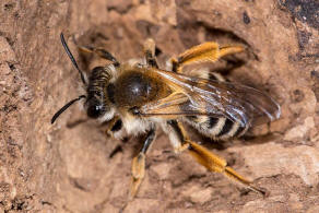 Andrena gravida / Schwere Sandbiene / Andreninae (Sandbienenartige) / Hautflgler - Hymenoptera