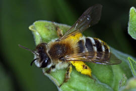 Andrena gravida / "Schwere Sandbiene" / Andreninae (Sandbienenartige) / Hautflgler - Hymenoptera