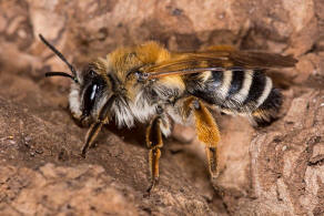 Andrena gravida / Schwere Sandbiene / Andreninae (Sandbienenartige) / Hautflgler - Hymenoptera