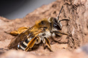 Andrena gravida / Schwere Sandbiene / Andreninae (Sandbienenartige) / Hautflgler - Hymenoptera