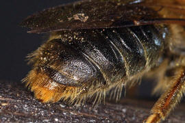 Andrena haemorrhoa / Rotschopfige Sandbiene / Andreninae (Sandbienenartige) - Mnnchen