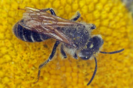 Andrena labialis / Rotklee-Sandbiene / Bienen - Apidae / Andreninae (Sandbienenartige) / Hautflgler - Hymenoptera