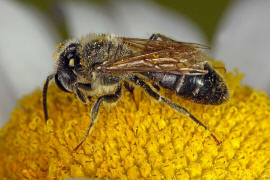 Andrena labialis / Rotklee-Sandbiene / Bienen - Apidae / Andreninae (Sandbienenartige) / Hautflgler - Hymenoptera