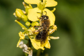 Andrena (Biareolina) lagopus / Zweizellige Sandbiene / Andreninae (Sandbienenartige) / Hautflgler - Hymenoptera