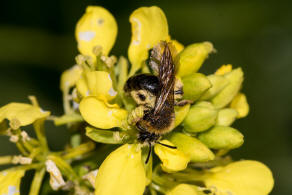 Andrena (Biareolina) lagopus / Zweizellige Sandbiene / Andreninae (Sandbienenartige) / Hautflgler - Hymenoptera