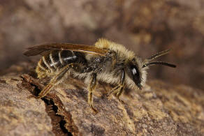 Andrena lathyri / Zaunwicken-Sandbiene / Andrenidae (Sandbienenartige) / Hautflgler - Hymenoptera