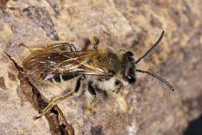 Andrena lathyri / Zaunwicken-Sandbiene / Andrenidae (Sandbienenartige) / Hautflgler - Hymenoptera