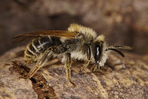 Andrena lathyri / Zaunwicken-Sandbiene / Andrenidae (Sandbienenartige) / Hautflgler - Hymenoptera