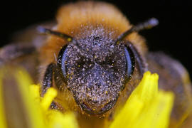 Andrena nitida / Glnzende Dstersandbiene / Flaum-Erdbiene / Bienen - Apidae / Andreninae (Sandbienenartige) / Hautflgler - Hymenoptera