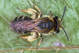 Andrena ovatula s.l. / Ovale Kleesandbiene / Andreninae (Sandbienenartige) / Hautflgler - Hymenoptera
