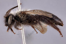Andrena pilipes / Schwarze Khler-Sandbiene / Andrenidae (Sandbienenartige)