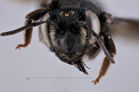 Andrena pilipes / Schwarze Khler-Sandbiene / Andrenidae (Sandbienenartige)
