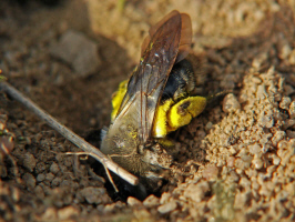 Andrena vaga / Große Weiden-Sandbiene / Beim graben ihrer Bruthöhle