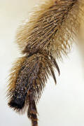 Anthophora plumipes / Frühlings-Pelzbiene (Sporne der Hintertibien dunkel) / Apinae (Echte Bienen) / Männchen