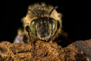 Anthophora quadrimaculata / Vierfleck-Pelzbiene / Apidae (Echte Bienen) / Ordnung: Hautflgler - Hymenoptera