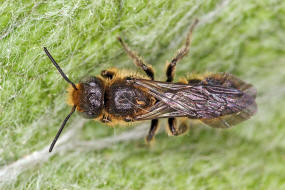 Chelostoma (Osmia) rapunculi / Glockenblumen-Scherenbiene / "Blattschneiderbienenartige" - Megachilidae / Ordnung: Hautflgler - Hymenoptera