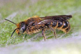 Chelostoma (Osmia) rapunculi / Glockenblumen-Scherenbiene / "Blattschneiderbienenartige" - Megachilidae / Ordnung: Hautflgler - Hymenoptera