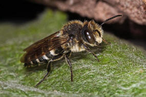 Coelioxys elongata / Langschwanz-Kegelbiene / Megachilidae / Ordnung:  Hautflgler - Hymenoptera