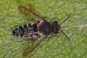 Coelioxys elongata / Langschwanz-Kegelbiene / Megachilidae / Ordnung:  Hautflgler - Hymenoptera