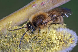 Colletes cunicularius / Frhlings-Seidenbiene / Colletinae ("Seidenbienenartige")