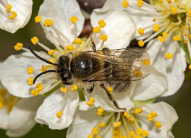 Colletes cunicularius / Frhlings-Seidenbiene / Colletinae - "Seidenbienenartige" / Ordnung: Hautflgler - Hymenoptera